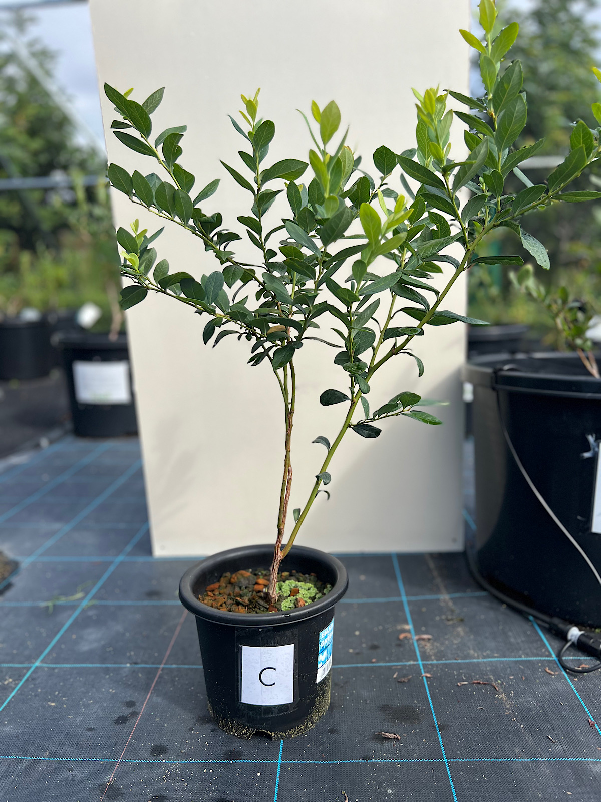 自分専用オーナーブルーベリー 品種ミスティブルー ｜OCOS